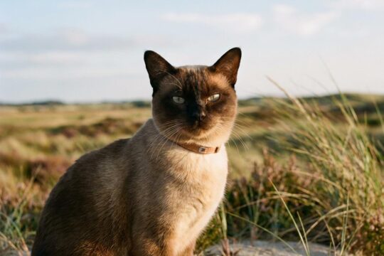 Eine elegante, gesunde Hauskatze mit Mikrochip-Halsband blickt vor norddeutscher Landschaft und repräsentiert die Kastrationspflicht Katzen Schleswig-Holstein.