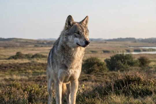 Ein majestätischer grauer Wolf blickt aufmerksam über eine weite, norddeutsche Graslandschaft. So präsentiert sich das Thema Wölfe in Schleswig-Holstein.