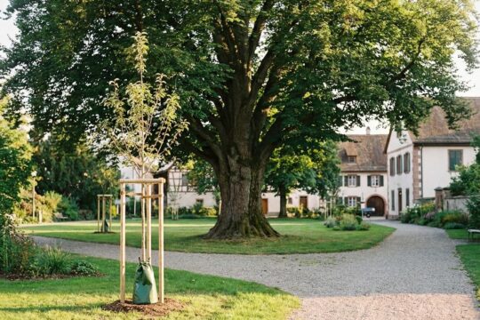 Ein prächtiger alter Laubbaum und ein zartes junges Bäumchen in einer öffentlichen Grünanlage symbolisieren das Baumschutzreglement Binningen.