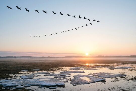 Kraniche im V-Flug durch den klaren Frühlingshimmel. Die goldene Morgensonne beleuchtet tauende Eisschollen: Der Kranichzug im Frühjahr beginnt früh.
