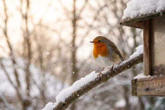 Rotkehlchen auf schneebedecktem Ast an Futterstelle im warmen Morgenlicht. Ideal, um Vögel im Winter zu beobachten. Fallende Schneeflocken vor unscharfen Bäumen.