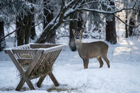 Ein stilles Reh steht im tiefen Schnee des Winterwaldes, nahe einer Holzfutterkrippe mit Heu. Es zeigt, wie man Wildtiere im Winter füttern könnte.