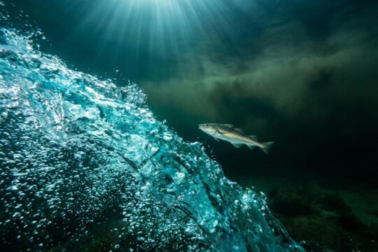 Ein dynamischer Salzwassereinstrom in die Ostsee zeigt klares, sauerstoffreiches Wasser, das in dunklere Tiefen strömt. Ein Dorsch schwimmt hoffnungsvoll in die Helligkeit.