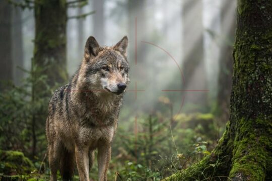 Ein majestätischer Wolf steht wachsam im nebligen Nadelwald der Hornisgrinde. Ein rotes Fadenkreuz symbolisiert den drohenden Wolf Abschuss.