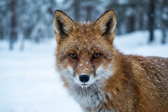 Ein Rotfuchs im Winter, mit Eiskristallen im Fell und Schneeflocken auf der Schnauze, blickt wachsam. Ein Bild der Fuchswochen.